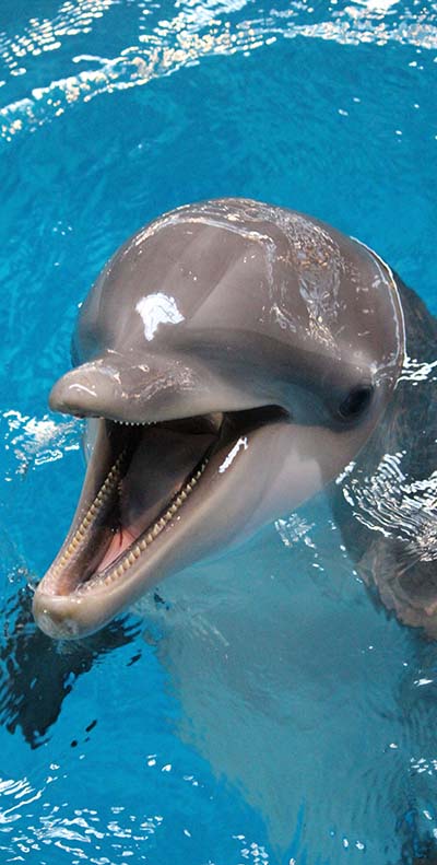 Orin-dolphin-indianapolis-zoo