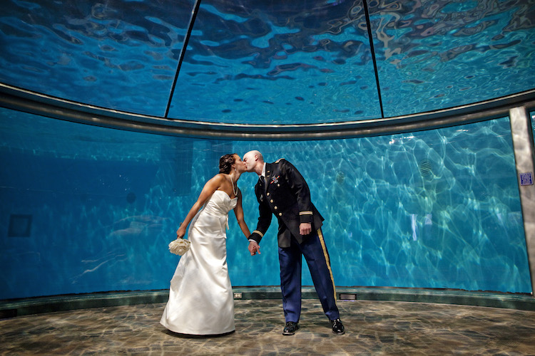 wedding in dolphin cove