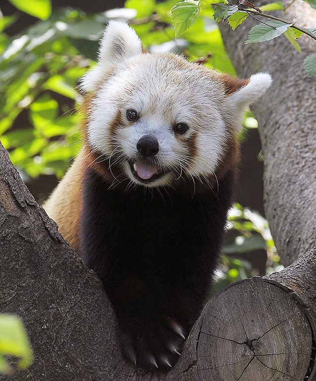 Discover the Red Panda | Our Animals | Indianapolis Zoo