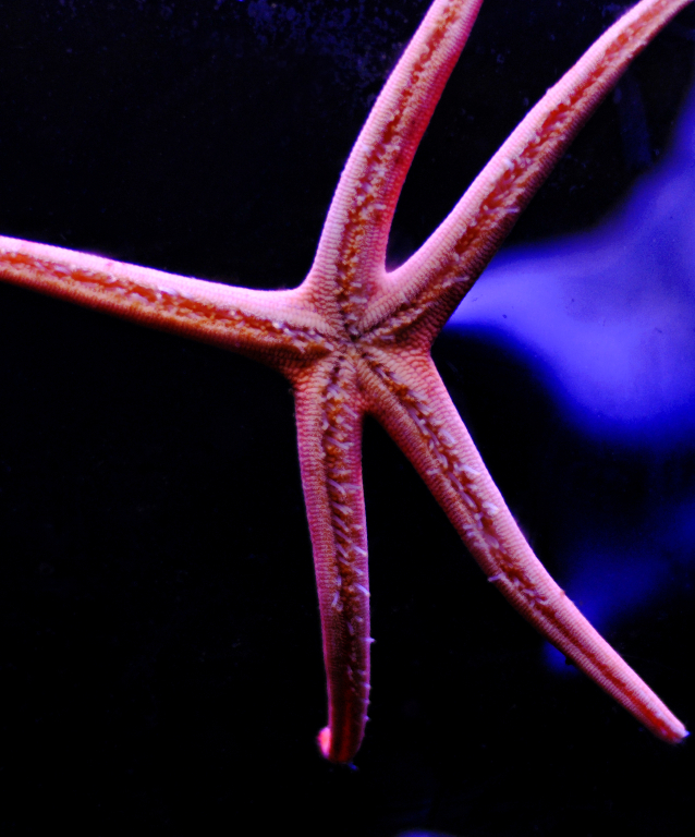 Discover the Sea Star | Our Animals | Indianapolis Zoo