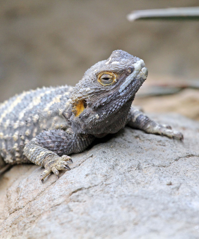 Spiny Tailed Agama