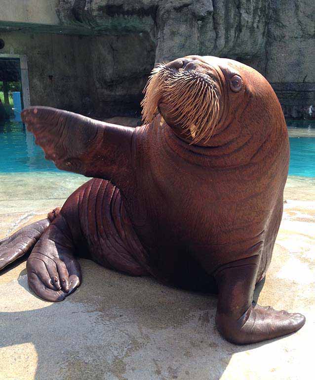 pacific-walrus-indianapolis-zoo