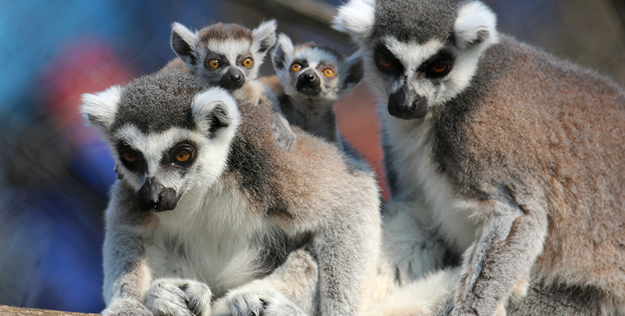 Lemur Troop Baby Boom