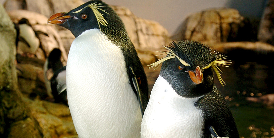 Penguin Breeding Behavior