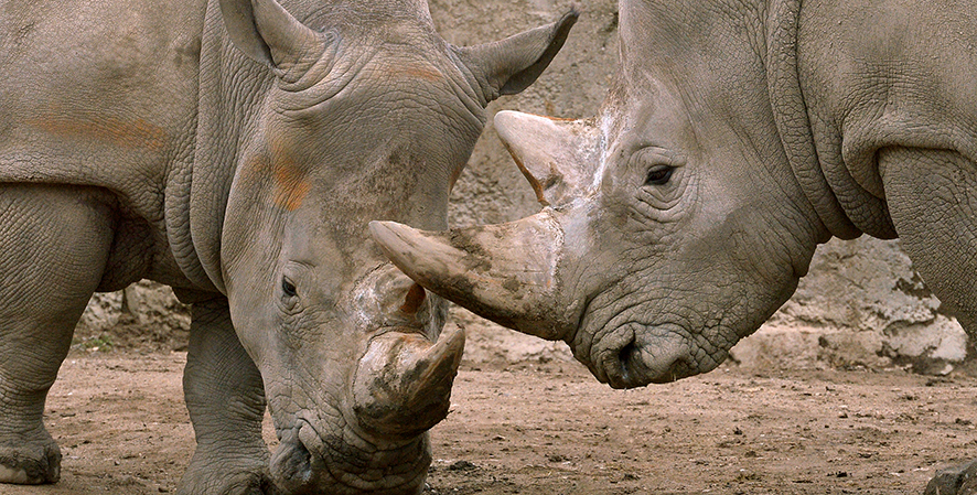 Meet a Zookeeper for Rhinos