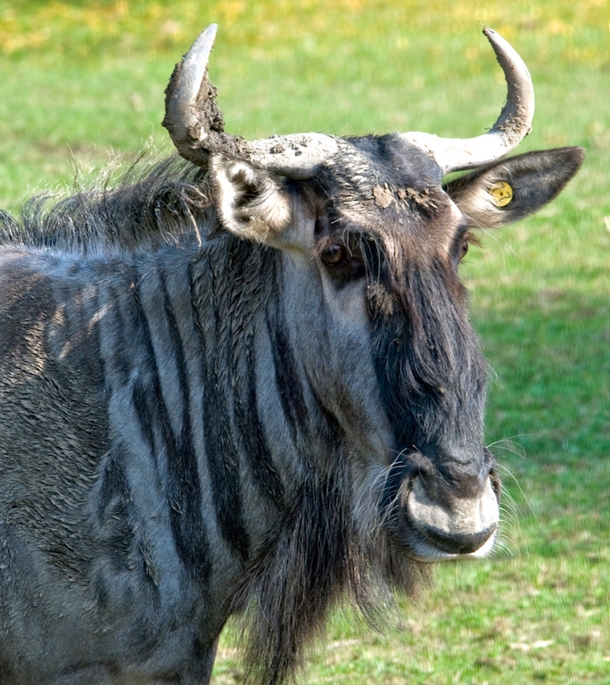 Eastern White-Bearded Wildebeest