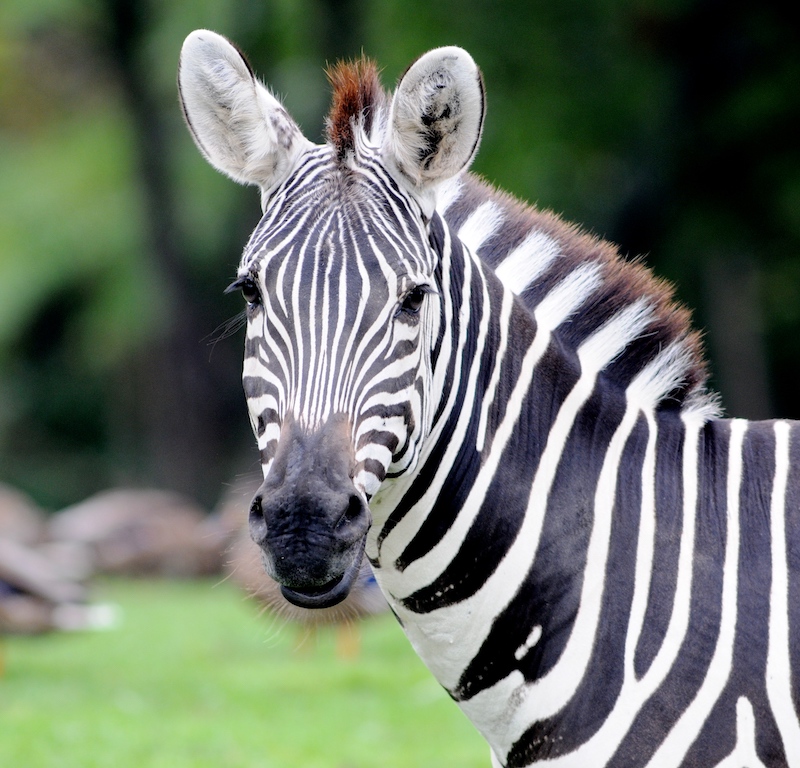 Discover Grant's Zebra | Our Animals | Indianapolis Zoo