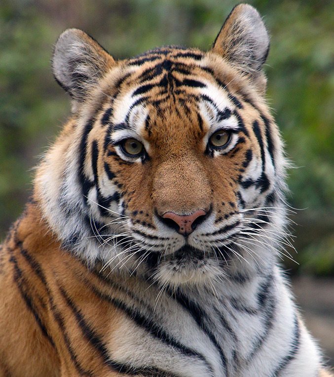 Discover the Amur Tiger | Our Animals | Indianapolis Zoo