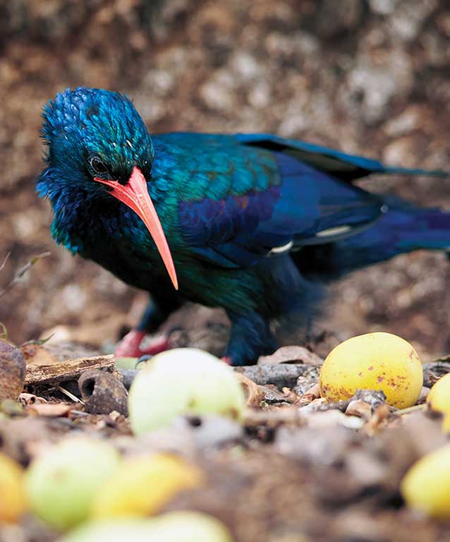 Discover the Green Woodhoopoe | Our Animals | Indianapolis Zoo