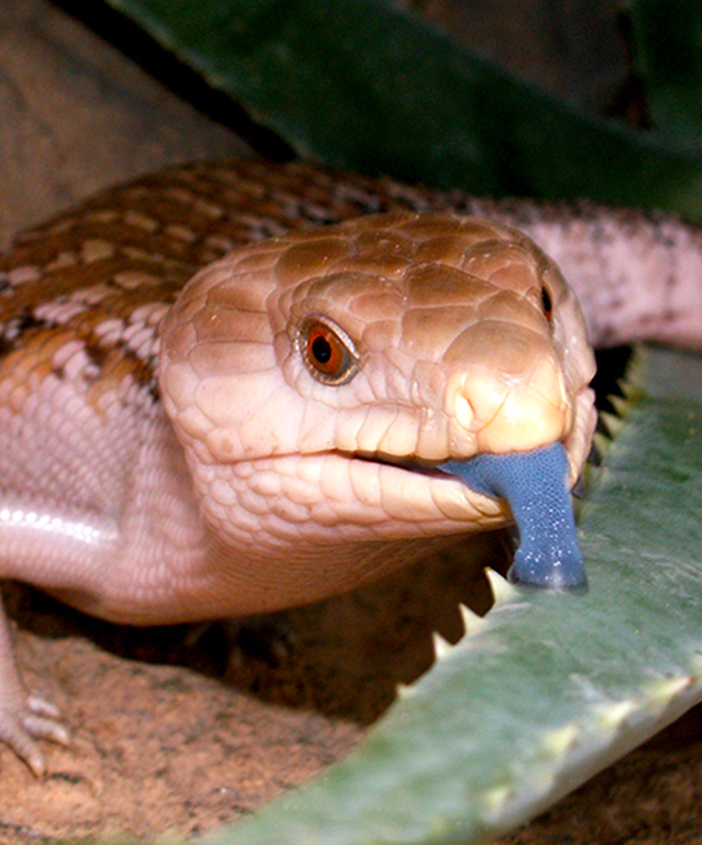 Blue-Tongued Skink