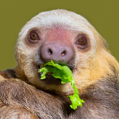 Quinto sloth at the Indianapolis Zoo