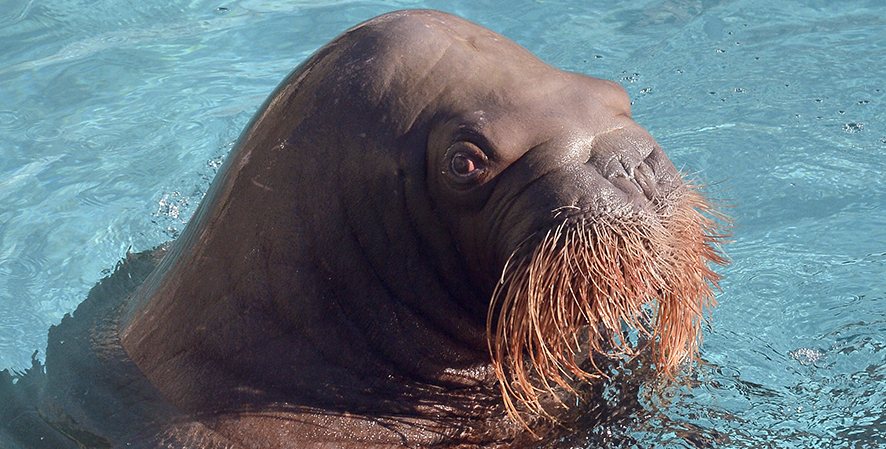 Creating Connections with Walrus