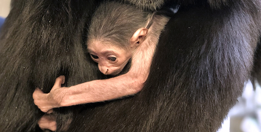 Welcome a Baby Gibbon