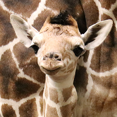 Meet Makena, the Zoo's Newest Addition - Indianapolis Zoo