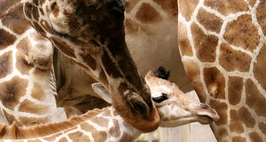 Meet Makena, the Zoo’s Newest Addition