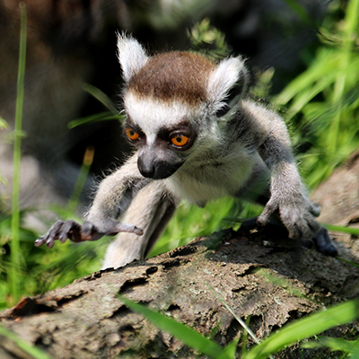 Lemur baby boy explores