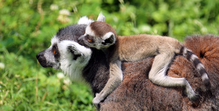 Two Sets of Lemur Twins