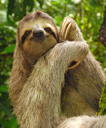Three-toed sloth in Central and South America