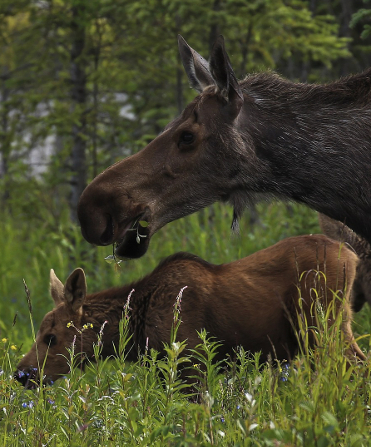 Alaskan Moose Preview