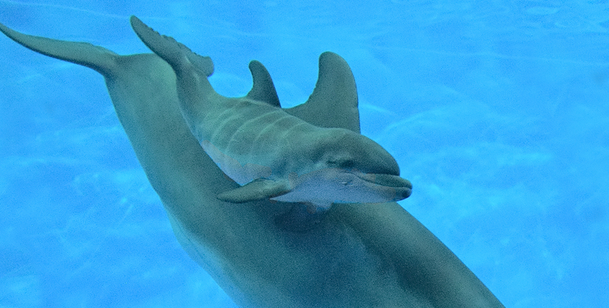 Welcome Our New Baby Dolphin