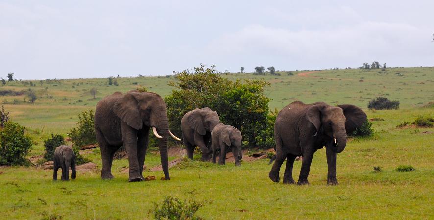 Protecting Africa’s Elephants