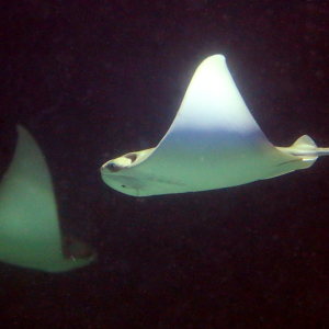Baby Cownose Ray