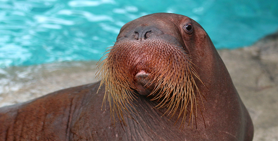 Welcome Two New Young Walrus