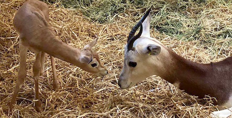Gazelles Born in Plains