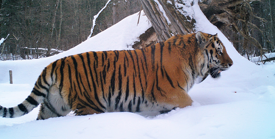 Tracking Tigers in Russia