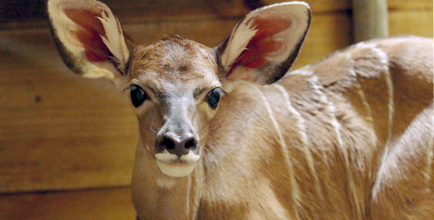 Plains Family Welcomes Baby Kudu