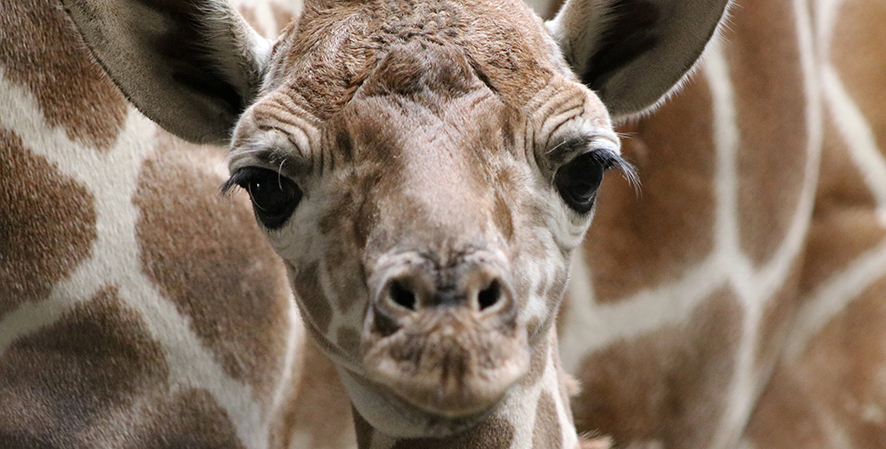 Giraffe Calf is the Zoo’s Newest Arrival