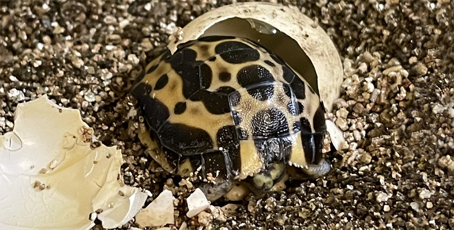 Rare Tortoise Hatches in Deserts