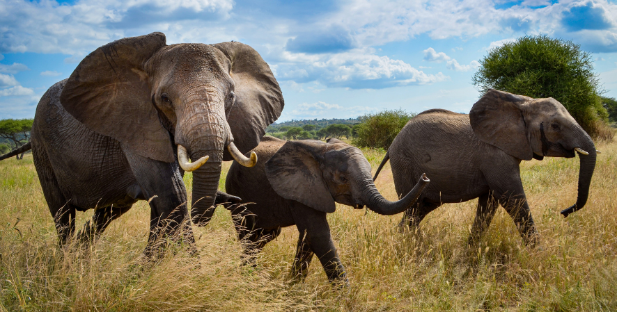 Elephants Facing Survival Challenges