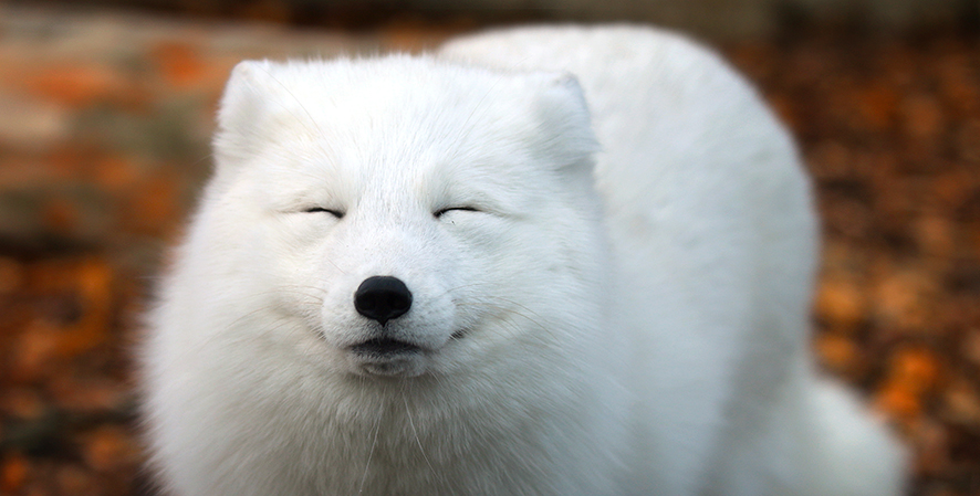 Discover the Arctic Fox | Indianapolis Zoo