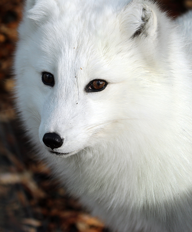 Discover the Arctic Fox | Indianapolis Zoo
