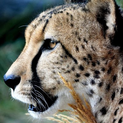Celebrate International Cheetah Day - Indianapolis Zoo