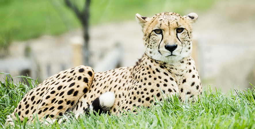 Celebrate International Cheetah Day