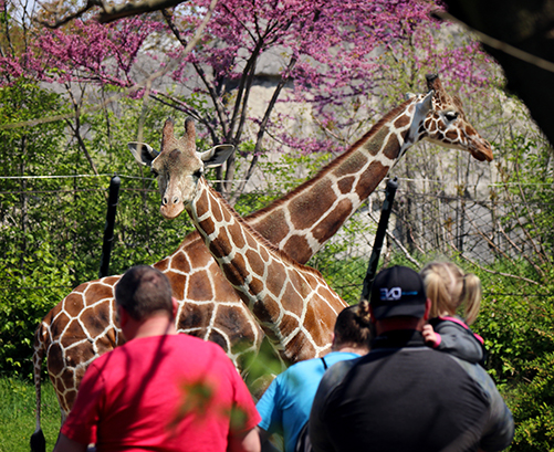Top Reasons to Become a Member of the Indianapolis Zoo