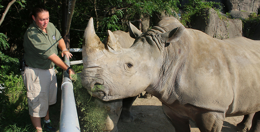 Zookeeper Efforts to Save Rhinos