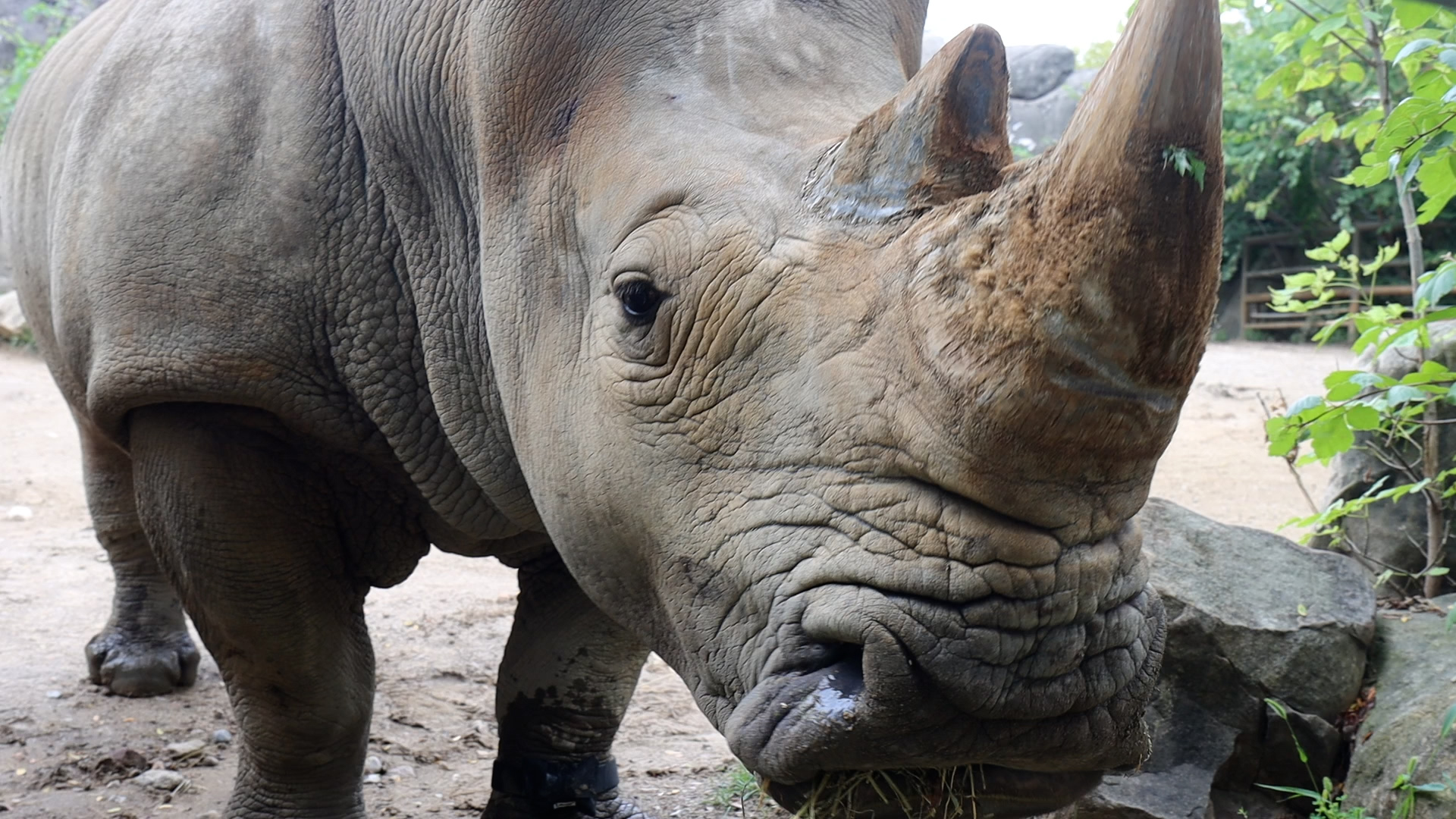 Saving Rhinos with Science