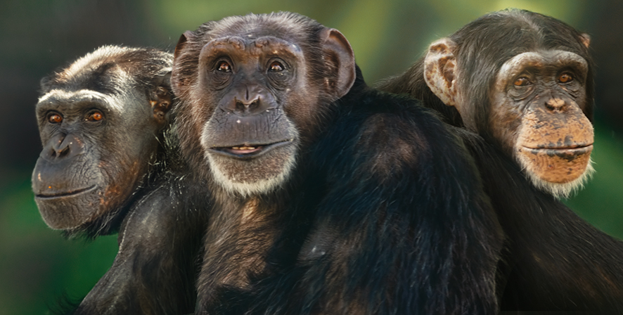 Group Photo of Lucy, Bill, and Sue Chimpanzees