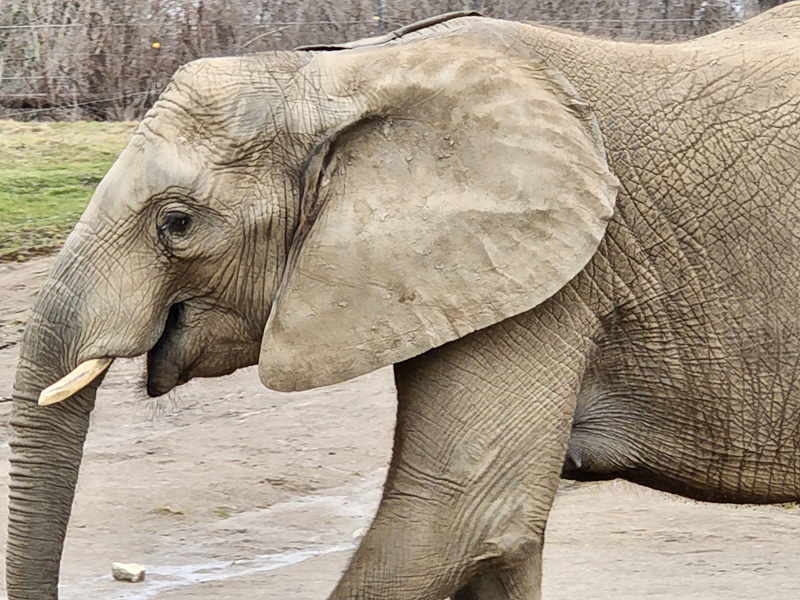 Zoo Announces Elephant Pregnancy