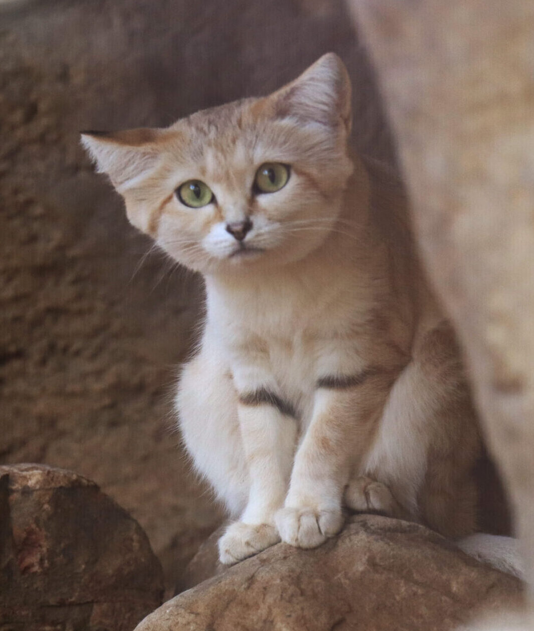 Sand Cats - Indianapolis Zoo