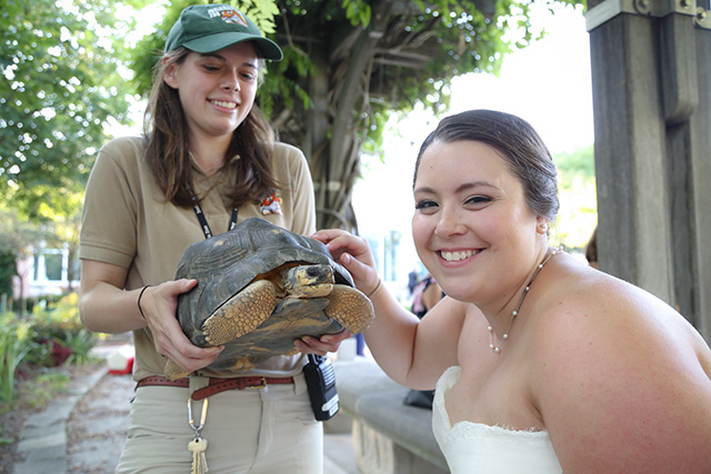Wedding and Turtle Web Photo