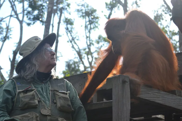 person with orangutan