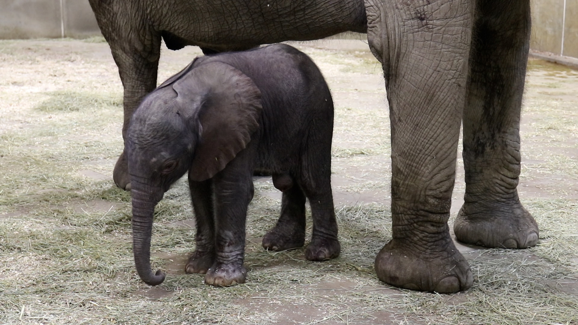 Indianapolis Zoo Welcomes Baby Elephant Calf