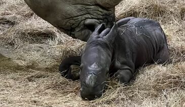 Rhino Calf Born on Super Bowl Sunday