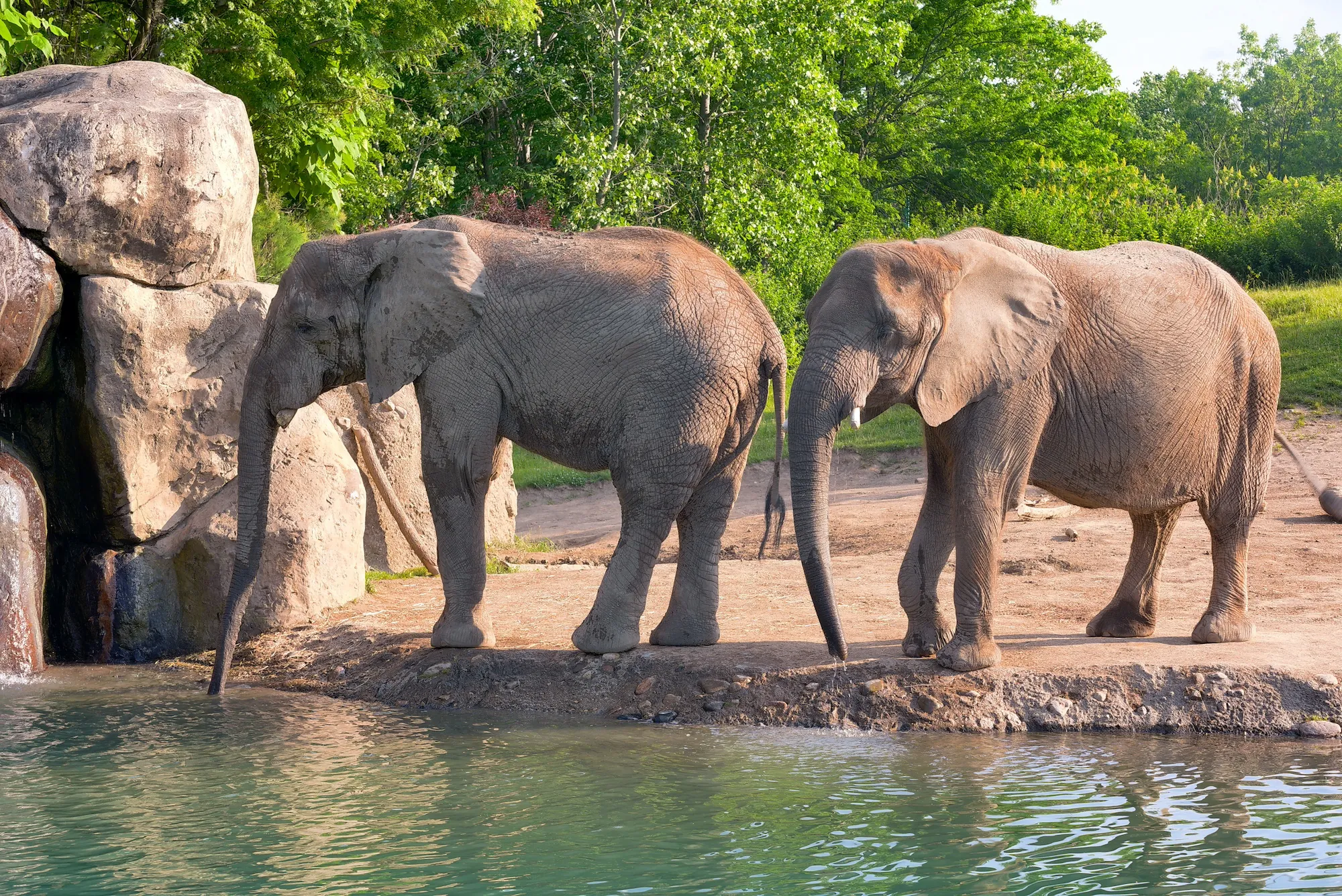 Elephants at water