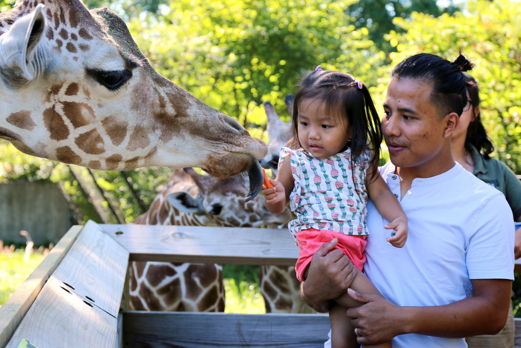 Giraffes Hero Image