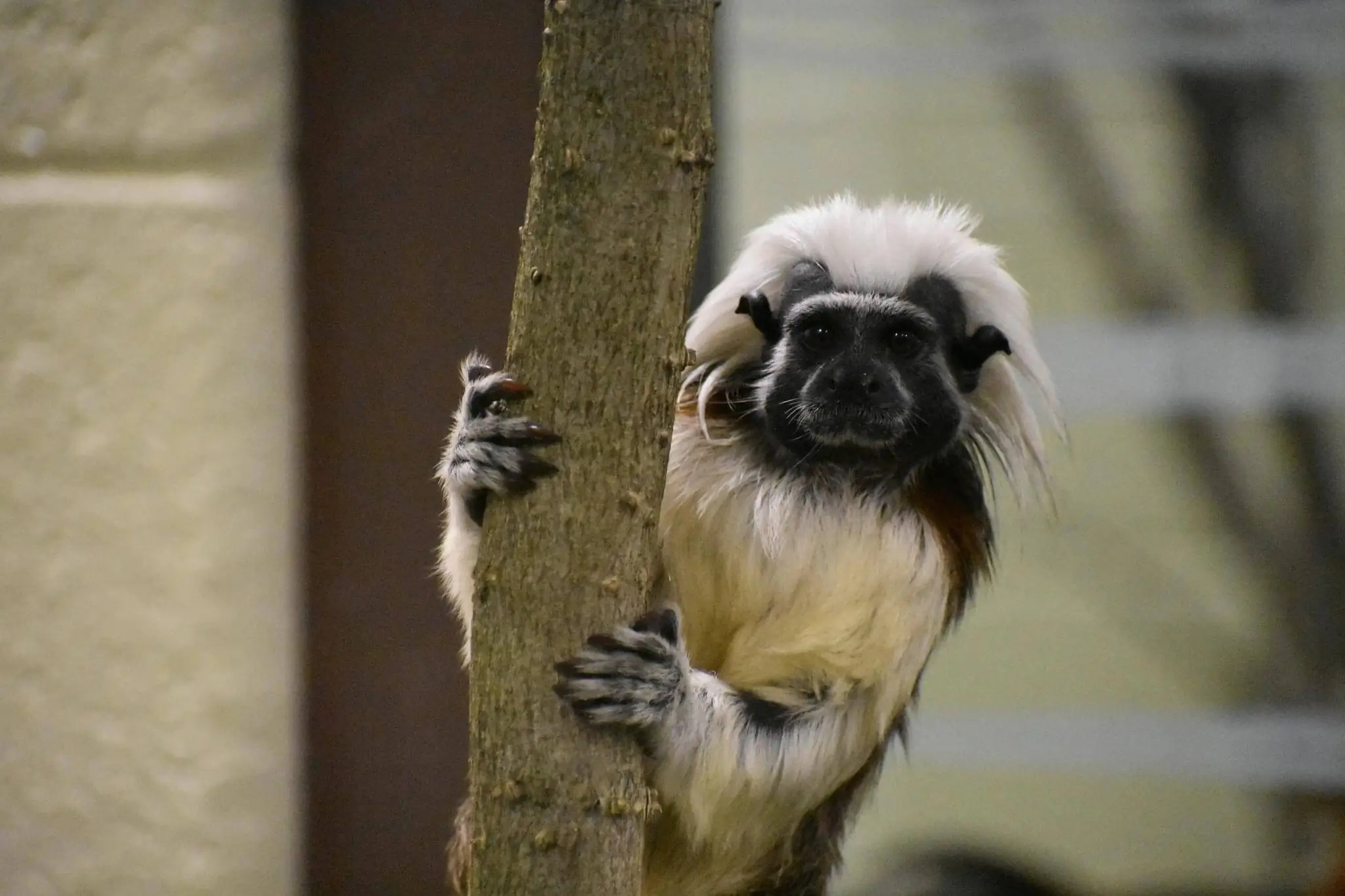 Cotton-top tamarin climbing on tree limb